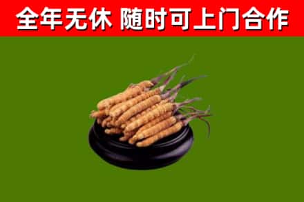 淅川回收冬虫夏草